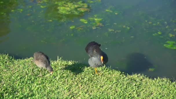 Wasservögel Auf Nahrungssuche Saftig Grünen Gras See Während Sie Einem — Stockvideo