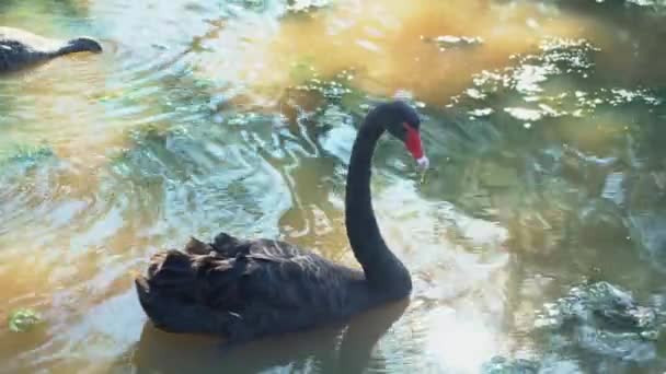 Mittlere Aufnahme Eines Schwarzen Schwans Einem Braunen See Dem Die — Stockvideo