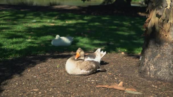 Große Australische Ente Sitzt Einem Sonnigen Tag Unter Einem Baum — Stockvideo
