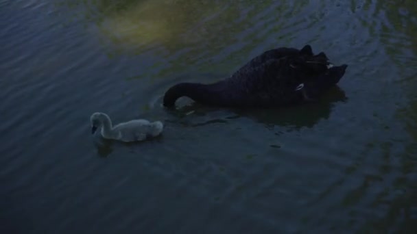 Seguindo Cisne Preto Bebê Cygnet Nadando Lago Marrom Procura Comida — Vídeo de Stock