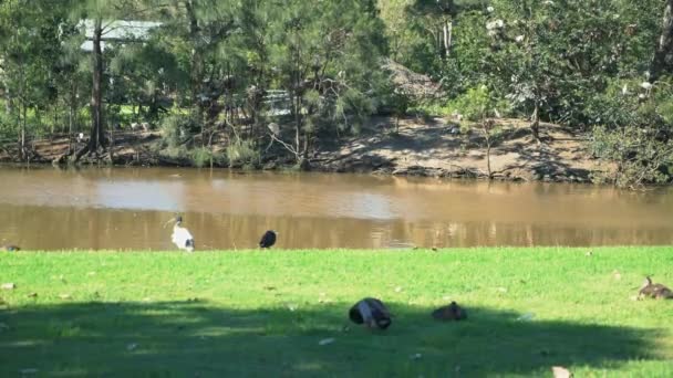 Verschiedene Vogelarten Hängen Einem Sonnigen Tag Einem Üppig Grünen Park — Stockvideo