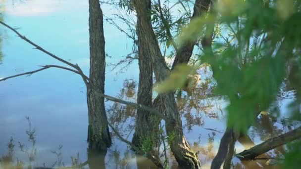 Wasservögel Fressen Futter Der Nähe Einer Baumgruppe See Mit Baumblättern — Stockvideo