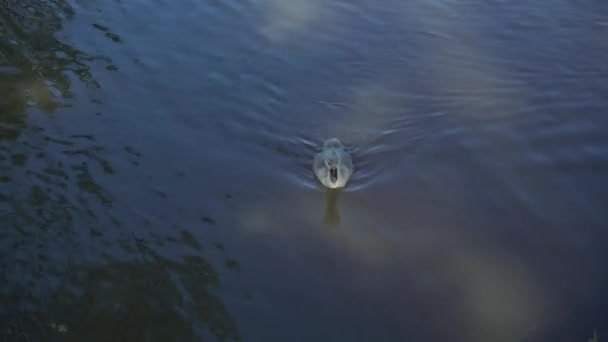 Baby Cygnet Κολύμπι Μια Καφέ Λίμνη Μια Ηλιόλουστη Μέρα — Αρχείο Βίντεο