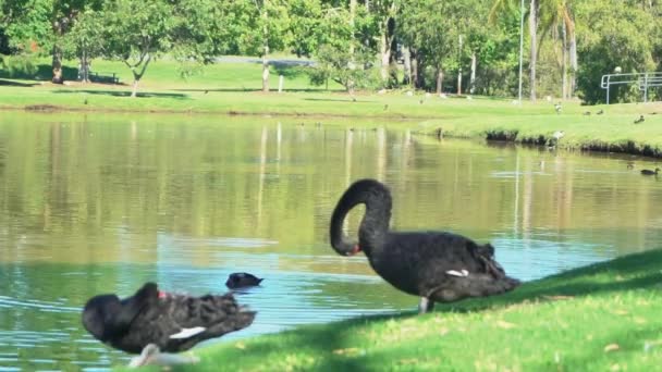 Kahverengi Bir Göl Kenarındaki 1080 Siyah Kuğu Yemyeşil Tropikal Bir — Stok video