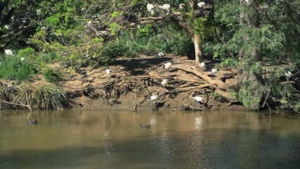 Große Gruppe Weißer Ibisse Brütet Alle Zusammen Auf Einer Insel — Stockvideo