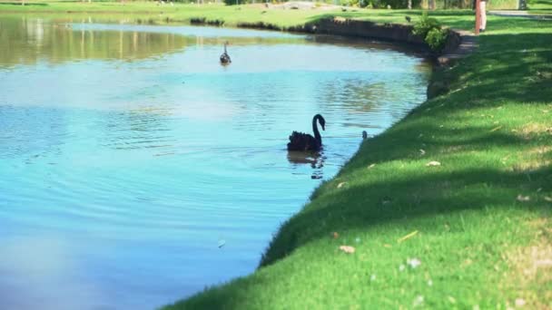 Männlicher Schwan Mit Baby Auf Einem See Einem Grünen Tropischen — Stockvideo
