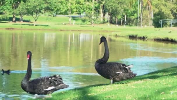 在阳光明媚的日子里 两只黑天鹅在一个褐色的湖畔和绿草旁四下张望 — 图库视频影像
