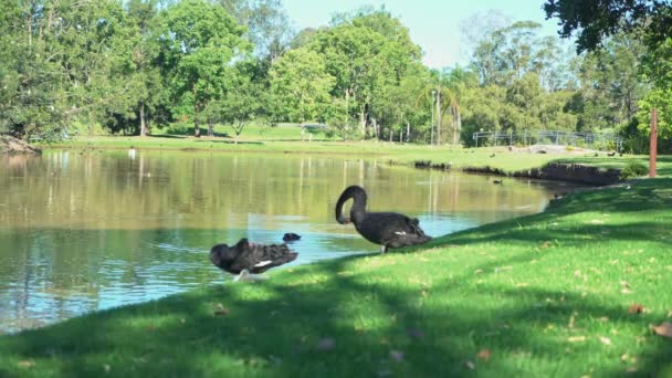 Tiro Estático Swan Colhendo Suas Penas Verde Jardim Tropical Delicioso — Vídeo de Stock