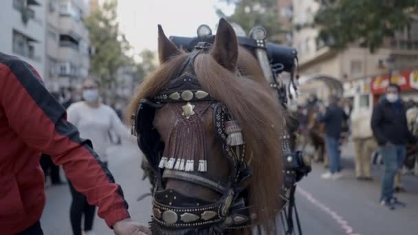 Close Van Paarden Ceremoniële Harnas Het Feest Van Abt Van — Stockvideo