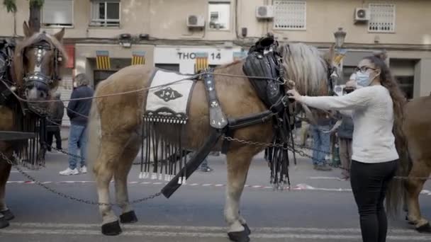 Caii Care Poartă Hamuri Trăsură Timpul Festivalului Animalelor Din Valencia — Videoclip de stoc