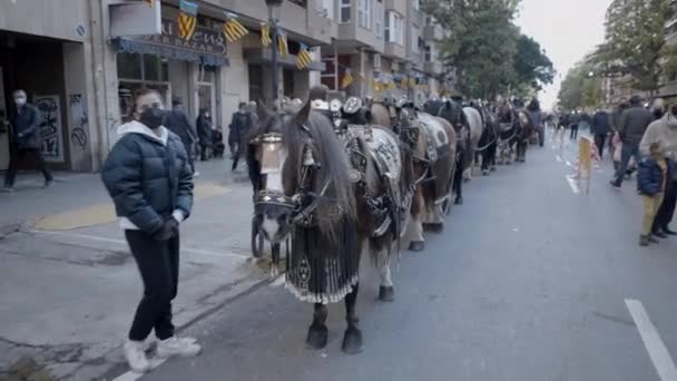 Španělské Koně Obřadním Postroji Při Požehnání Zvířat Během Slavnosti Svatého — Stock video