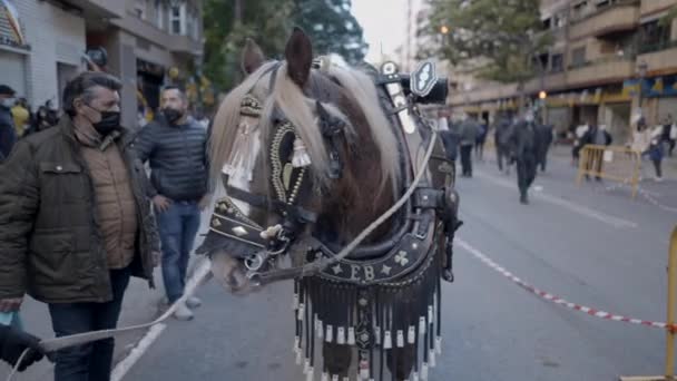 在西班牙瓦伦西亚举行的圣安东尼方丈节期间 马儿和其他动物在街上游行求福求福 玩具枪射门 — 图库视频影像