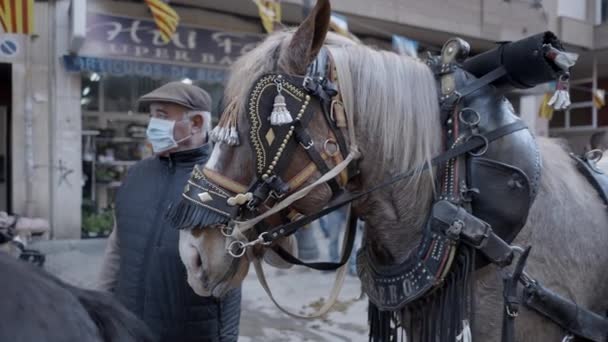 Uprzężone Zaślepione Konie Andaluzyjskie Festiwalu Zwierząt Święto San Antonio Abad — Wideo stockowe