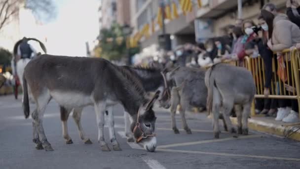 Inggris Adorable Donkeys Festivities Saint Anthony Abbot Inggris Valencia Spanyol — Stok Video