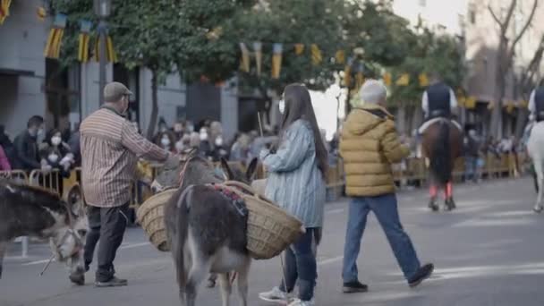 Ослы Корзиной Освящении Животных Парадов Валенсии Испания Static Shot — стоковое видео