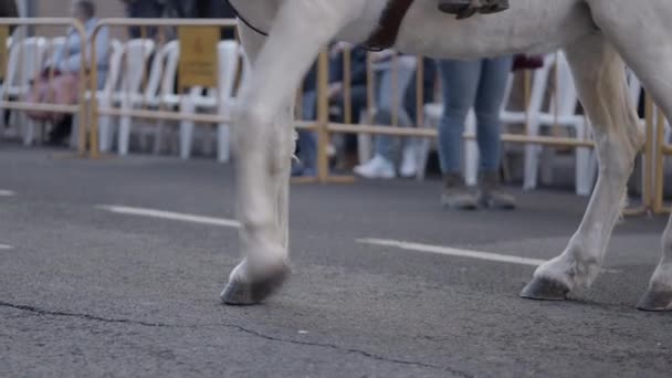 Білий Кінь Вулиці Під Час Традиційного Благословення Тварин Валенсії Іспанія — стокове відео
