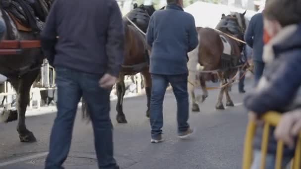 Hästar Med Vagnar Festligheterna Religiöst Firande San Antonio Abad Valencia — Stockvideo