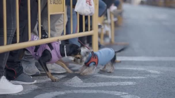 Pets Brought Owner Blessing Animals Celebration San Antonio Abad Valencia — Stock Video