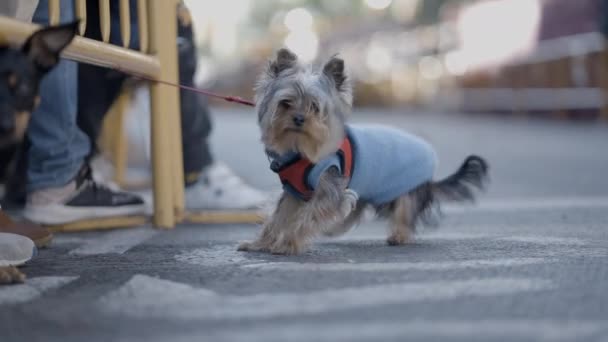 バレンシアで動物の祭りの間に愛らしい中国のクレスト犬ペット スペイン ショットを閉じる — ストック動画