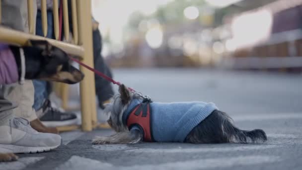 在西班牙瓦伦西亚的圣安东尼方丈中培育的中国犬 靠近点 — 图库视频影像