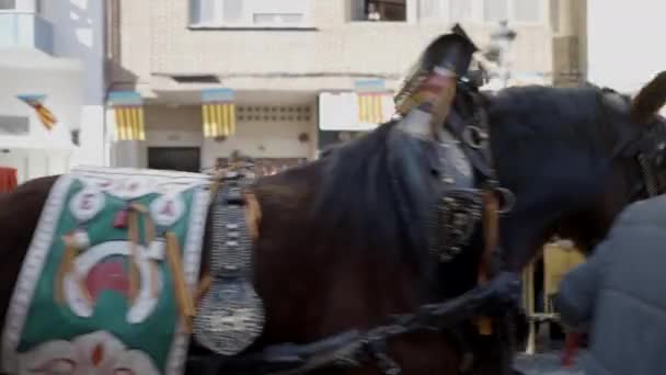Sfilate Cavalli Andalusi Con Vecchie Ruote Alla Festa San Antonio — Video Stock