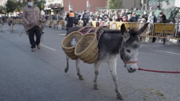 Donkey Wicker Baskets Festival Animals Valencia Spain Slow Motion — Stock Video
