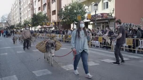 Spanya Valencia Daki Hayvan Yürüyüşü Nde Hasır Sepetle Eşek Gösterisi — Stok video