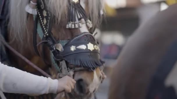 Zdjęcie Konia Migawką Uprzężą Święto San Antonio Abad Walencji Hiszpanii — Wideo stockowe