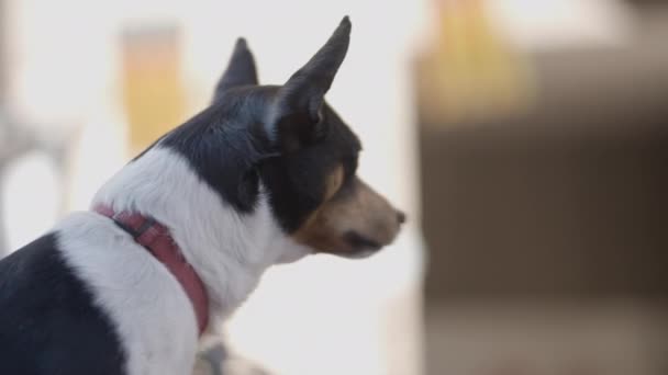 Портрет Собаки Терьера Фестивале Аниме Валенсии Испания Закрыть — стоковое видео