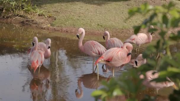 Flamingos Στέκεται Μια Λίμνη Στο Ζωολογικό Κήπο Defocused Φυτά Παραγόμενα — Αρχείο Βίντεο