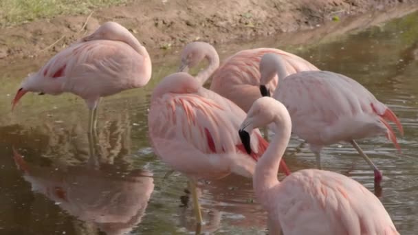 Nahaufnahme Rosa Flamingos Einem Teich Zoo Zeitlupe — Stockvideo