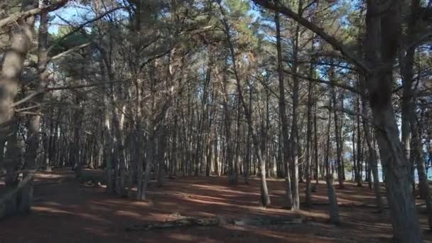 Floresta Pinheiro Uma Filmagem Cinematográfica Com Drone Aéreo Praia Canelo — Vídeo de Stock