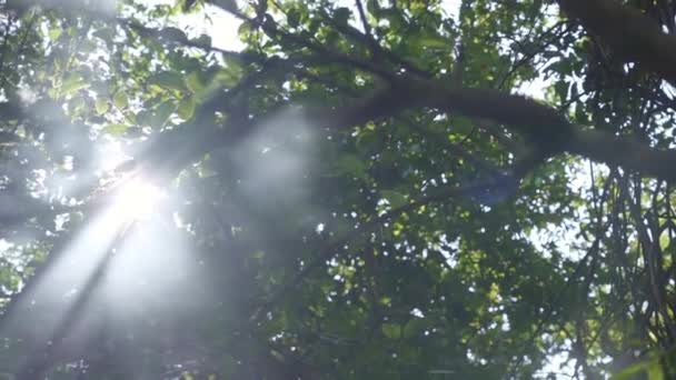 Tanrı Ormanda Işık Saçıyor — Stok video