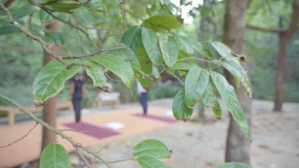 Йога Сессия Лесу Йога Отступление Проходит Гоа Индия — стоковое видео