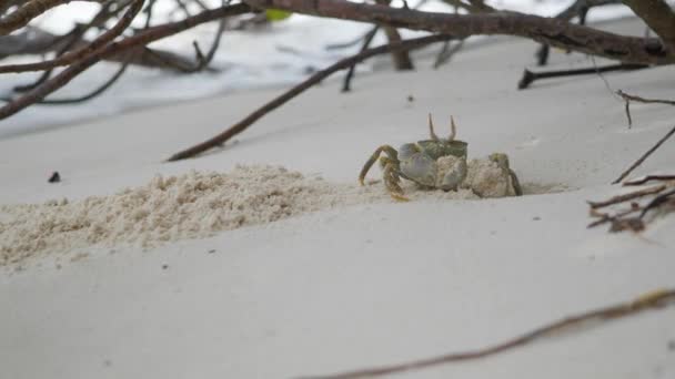 Zbliżenie Małego Kraba Piaskowego Kopiącego Dziurę Piasku Plaży Pod Drzewami — Wideo stockowe