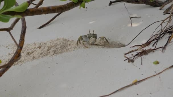 Ostrożny Mały Krab Piaskowy Kopiący Dziurę Piasku Plaży Pod Drzewami — Wideo stockowe
