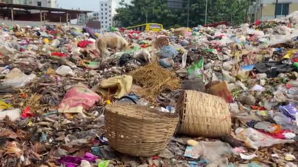 街の廃棄物埋立地側 都会のゴミ捨て場で食べる犬 環境汚染の概念 — ストック動画