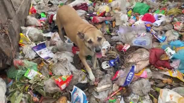 Zbłąkany Pies Jedzący Śmietnika Wysypisku Koncepcja Zanieczyszczenia Środowiska Strzał Pod — Wideo stockowe