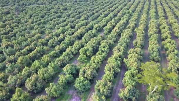 Αεροφωτογραφία Τροχιά Των Σειρών Των Πράσινων Δέντρων Στην Φυτεία Orchard — Αρχείο Βίντεο