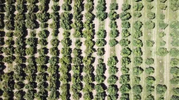 Orchard Top Vertical Aerial View — 비디오