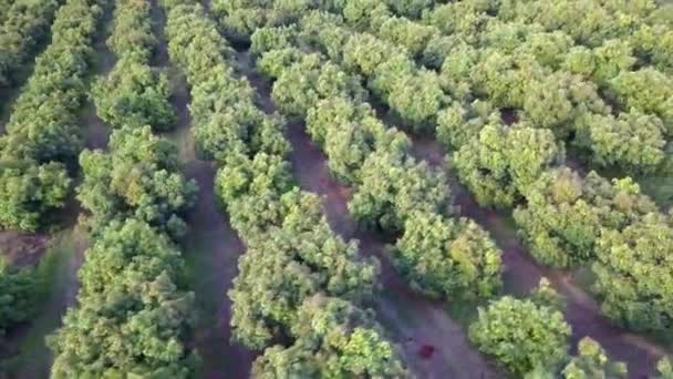 Drone View Flying Felett Orchard Sorok Fák Frame Kitöltése Nincs — Stock videók