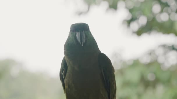 Loro Festivo Descanso Bosque Selva Amazónica Del Ecuador Bosque Selectivo — Vídeo de stock