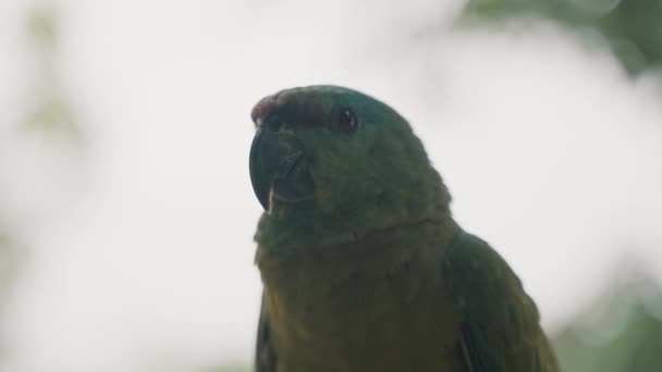 Εορταστικός Παπαγάλος Του Αμαζονίου Ανοίγει Φτερά Του Και Ετοιμάζεται Απογειωθεί — Αρχείο Βίντεο