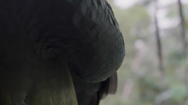 Festive Amazon Parrot Amazona Festiva Preening Its Plumage Closeup — Stock video
