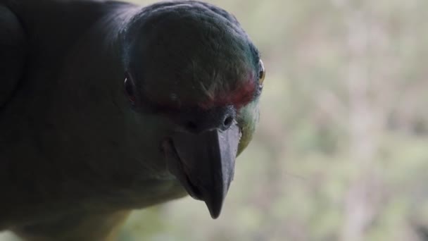 Schöner Festlicher Amazonas Papagei Amazona Festiva Amazonas Regenwald Ecuador Nahaufnahme — Stockvideo