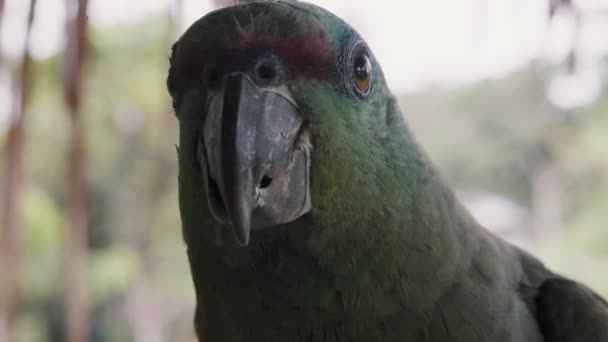 Close Portrait Curious Festive Parrot Rainforest Ecuador — Stock Video