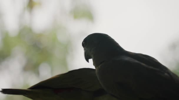 Amazon Parrots Amazona Festia ボケの自然を背景に 選択的フォーカスショット — ストック動画