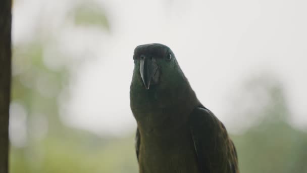 Угрожаемые Виды Амазонских Попугаев Праздничная Амазонка Amazona Festiva Закрыть — стоковое видео