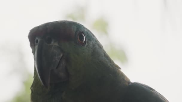 Закрити Заголовок Святковий Папуга Неглибокій Глибині Поля Макро — стокове відео