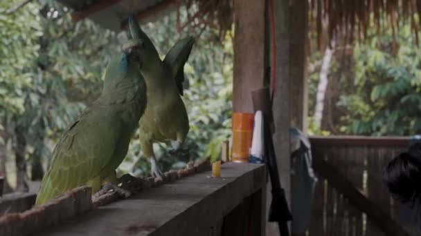 Deux Perroquets Amazoniens Battant Dans Cabane Bois Ouverte Dans Forêt — Video